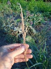 Calamagrostis epigejos