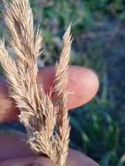 Calamagrostis epigejos
