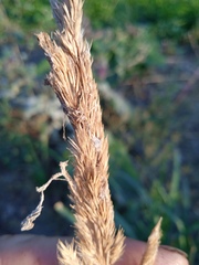 Calamagrostis epigejos