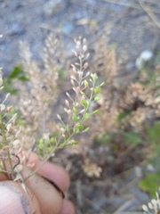 Lepidium ruderale