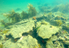 Meuschenia flavolineata