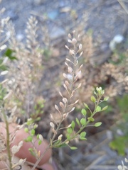 Lepidium ruderale