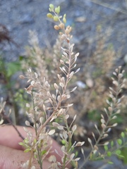 Lepidium ruderale