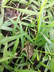 Lithobates spectabilis