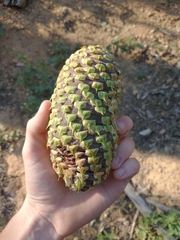 Abies magnifica shastensis