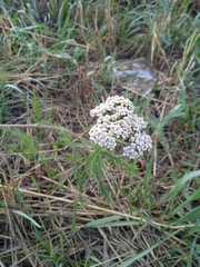 Achillea millefolium