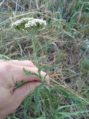 Achillea millefolium