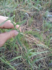 Achillea millefolium