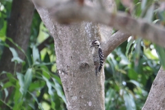 Dendrocopos analis