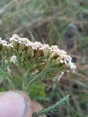 Achillea millefolium