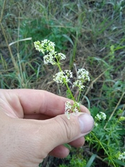 Galium mollugo