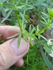 Galium mollugo