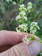 Galium mollugo