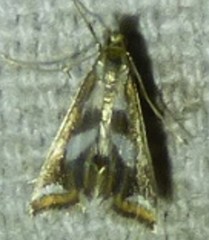 Chrysendeton imitabilis