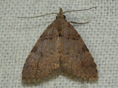 Alapadna pauropis