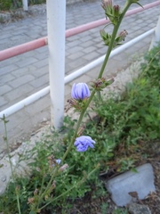 Cichorium intybus