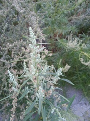 Chenopodium betaceum
