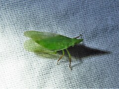 Rhynchomitra recurva