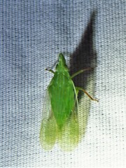 Rhynchomitra recurva