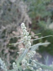 Chenopodium betaceum