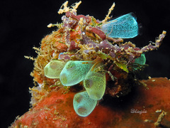 Rhopalaea