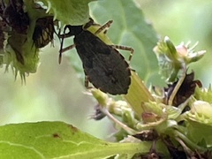 Hygia opaca