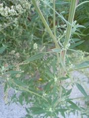 Chenopodium betaceum