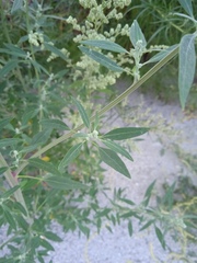 Chenopodium betaceum
