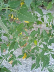 Chenopodium