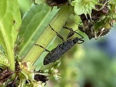 Hygia opaca