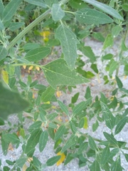 Chenopodium