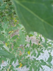 Chenopodium
