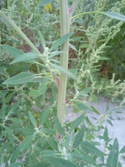 Chenopodium