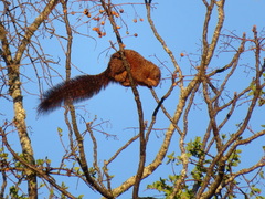Heliosciurus mutabilis