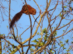 Heliosciurus mutabilis