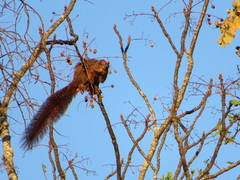 Heliosciurus mutabilis