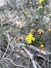 Phebalium stenophyllum