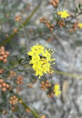 Phebalium stenophyllum