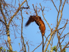 Heliosciurus mutabilis