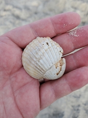 Noetia ponderosa