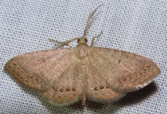 Aplogompha