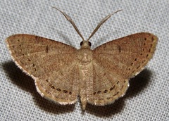 Aplogompha