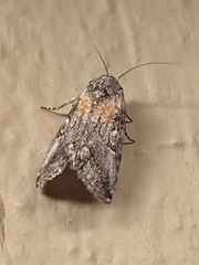 Aleptina inca