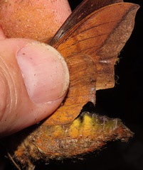 Oryba achemenides