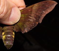 Oryba achemenides