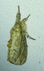 Dasychira atrivenosa