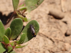 Schizocerella pilicornis