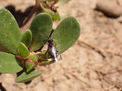 Schizocerella pilicornis