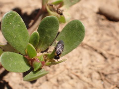 Schizocerella pilicornis