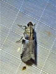 Quasisalebria atratella